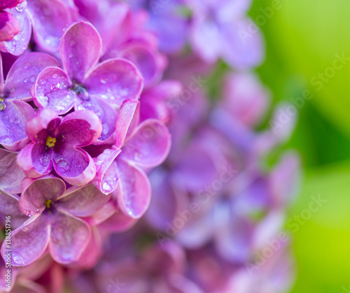 spring background with lilac flowers in the drops of dew