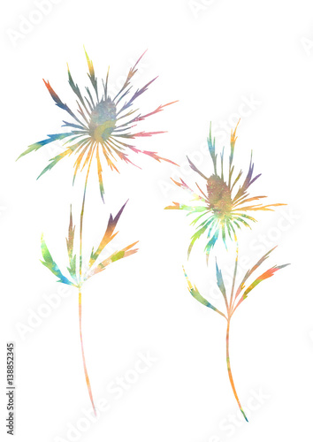 Two hand drawn distel plants in watercolor style.