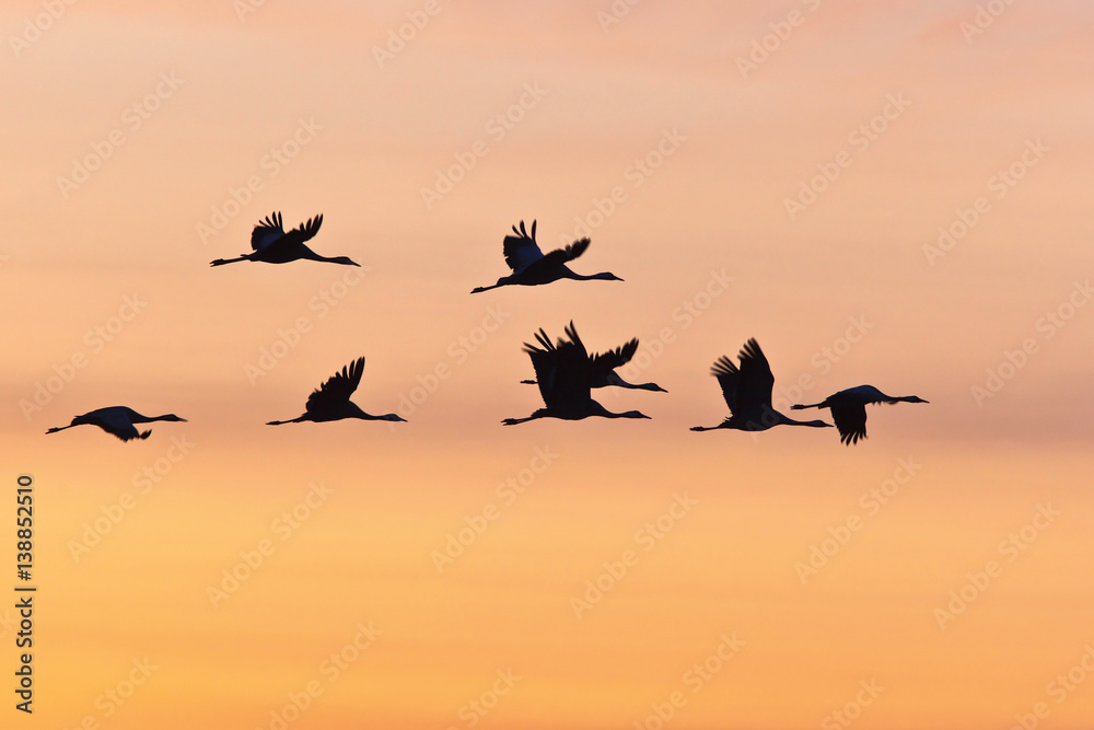 Fototapeta premium Flying cranes
