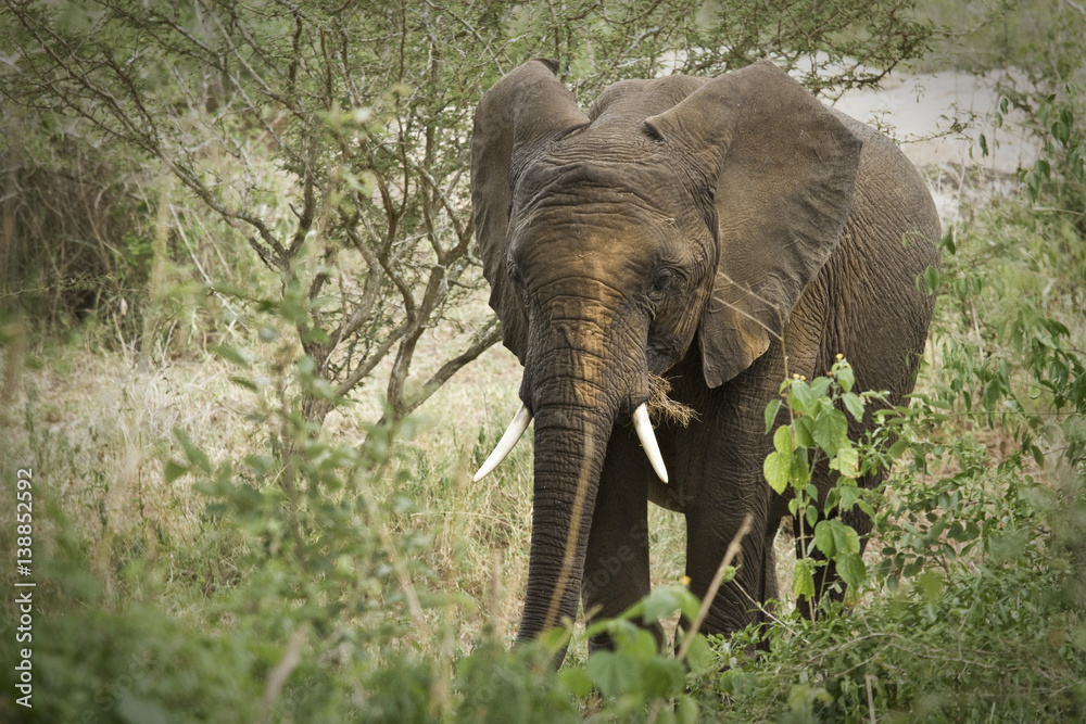 African elephant walking through savannah