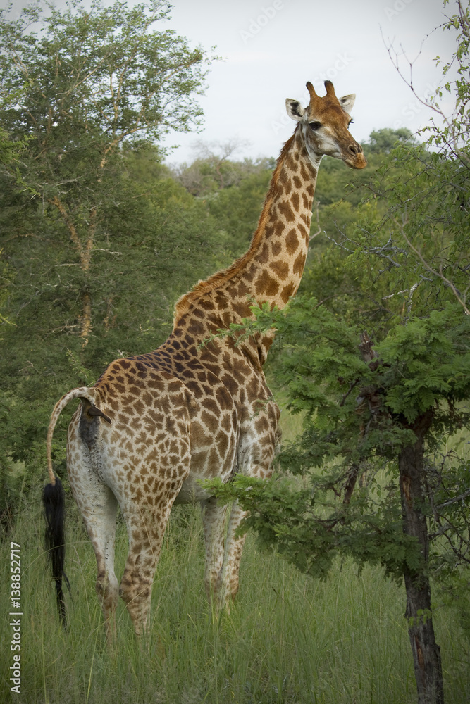 Large adult giraffe grazing on acacia trees Large adult giraffe grazing on acacia trees
