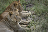 Two South African lionesses