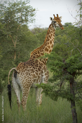 Large adult giraffe grazing on acacia trees