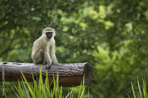 South African vervet monkey