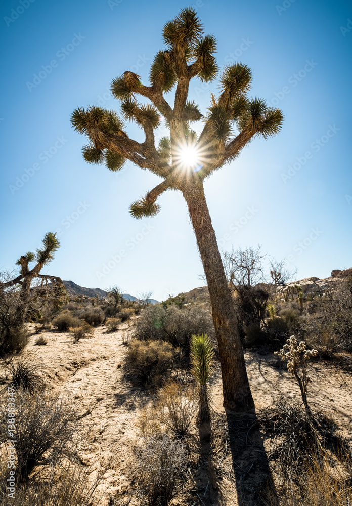 Yucca trees in Joshua Tree National Park Yucca trees in Joshua Tree National Park