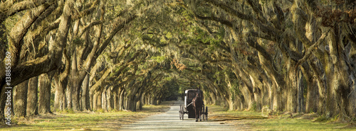 Foto Horse drawn carriage on plantation