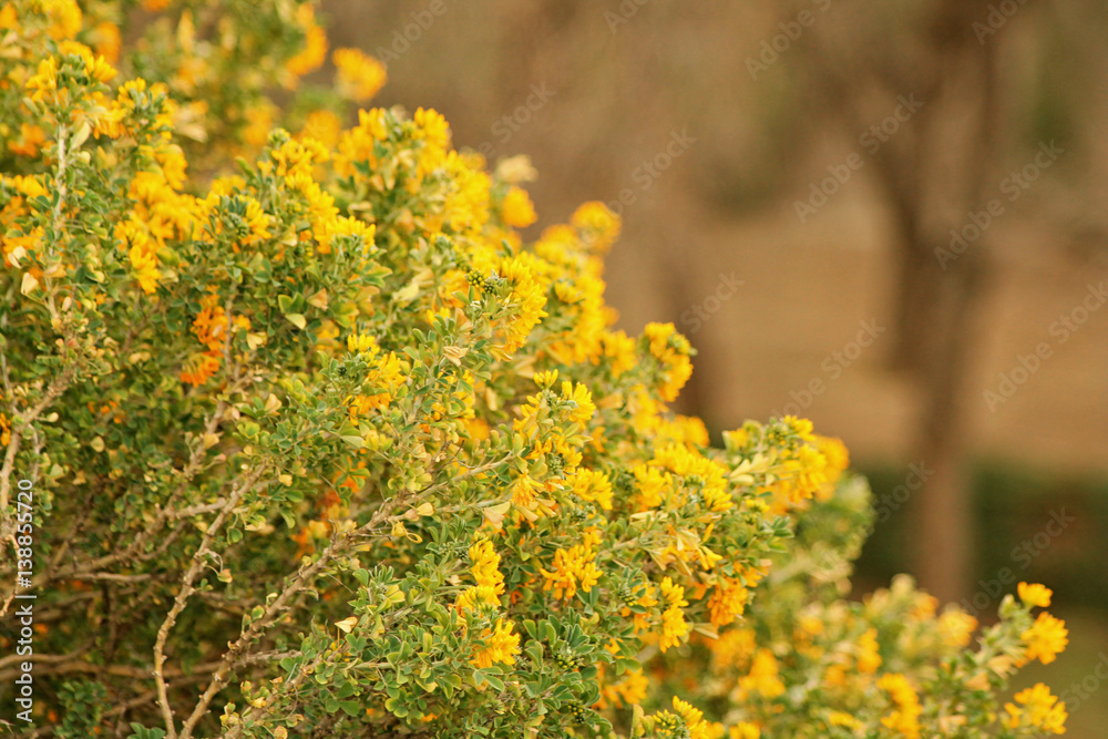 Fototapeta premium yellow flowers