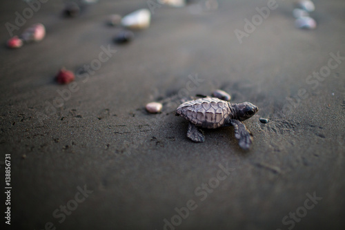 Photography Turtle hatchling walking on sand