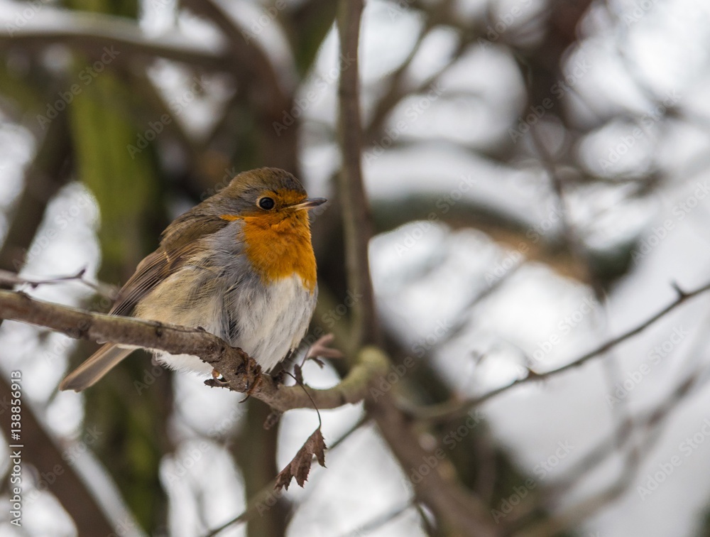 Robin - several different species of songbirds of the family Drozdov ( zorianka, garden Malinovka, Malinovka river, marsh Robin, forest Robin, Warbler) well it imitates the songs of other birds. Robin - several different species of songbirds of the family Drozdov ( zorianka, garden Malinovka, Malinovka river, marsh Robin, forest Robin, Warbler) well it imitates the songs of other birds.