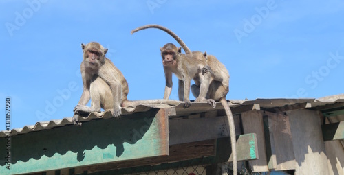 Monkeys sitting on the roof