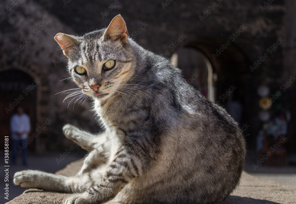 Obraz premium Striped cat on the street in Essaouira, Morocco