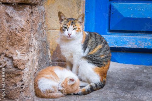 Carefree street cats in Morocco, Essaouira sity. Street portrait of Calico cat with a kitten. © marmoset