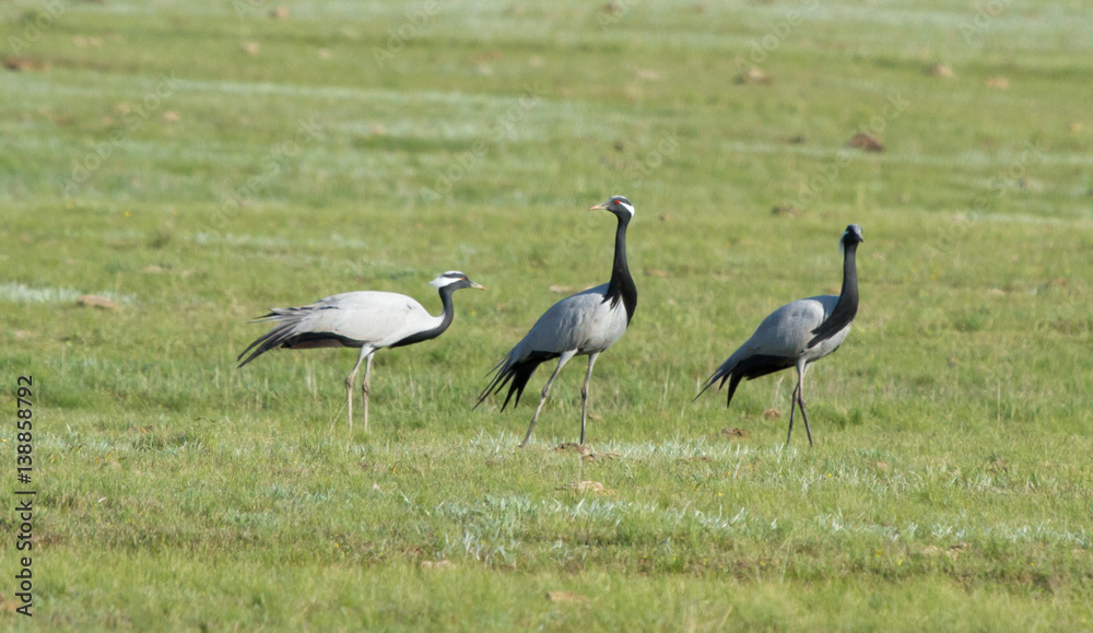 Demoiselle cranes (Anthropoides virgo) in the field, Kalmykia, Russia Demoiselle cranes (Anthropoides virgo) in the field, Kalmykia, Russia