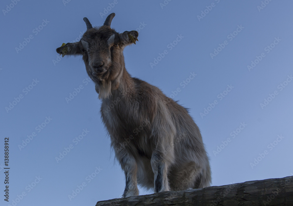 Obraz premium A goat in Oslo