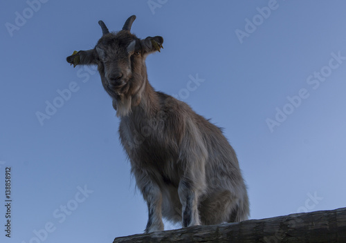 A goat in Oslo