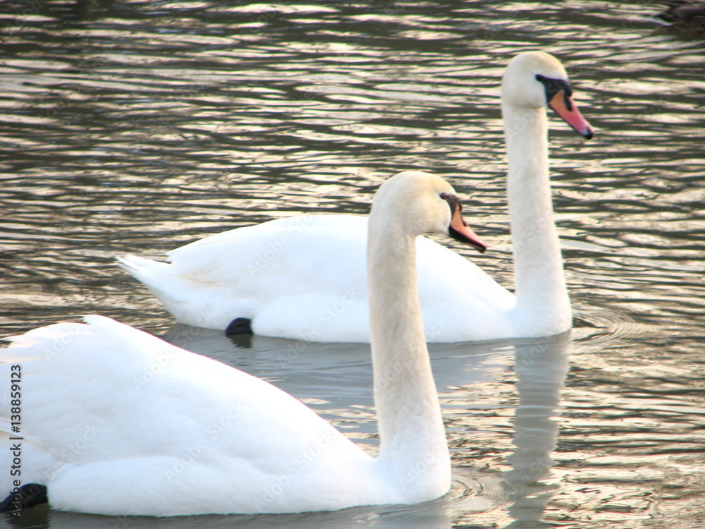 Obraz premium white swans floating the river