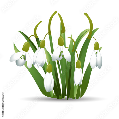 Beautiful snowdrops with green leaves. Isolated on white background. Vector illustration.