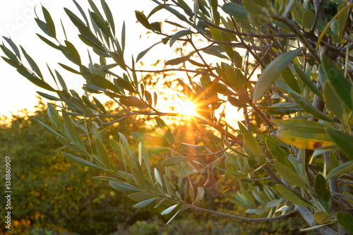 Strahlender Sonnenuntergang durch Olivenbaumzweige