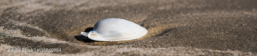 A shell (soft focus) being buried in the sand to to erosion of the sediment around it near Mustang Island, Texas.