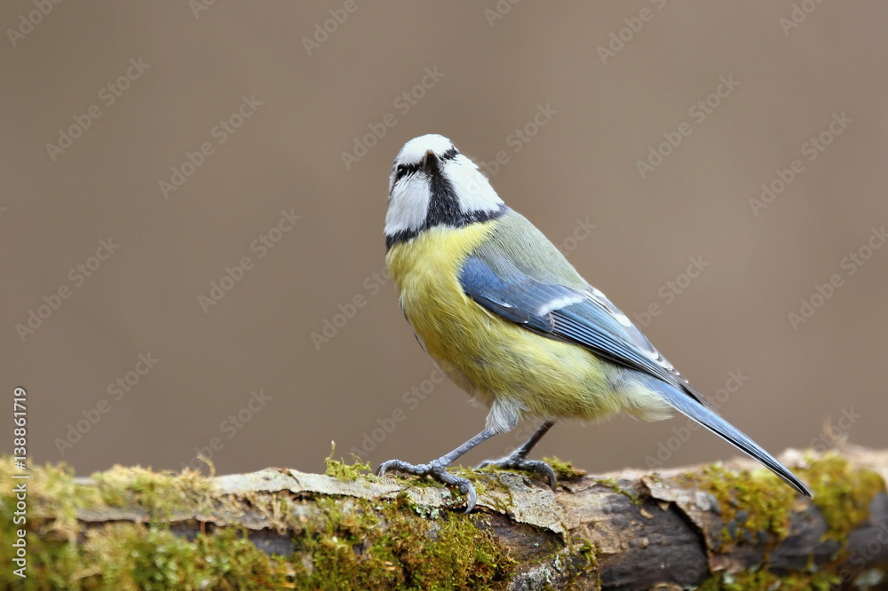 Obraz premium Parus major, Blue tit . Wildlife landscape, titmouse sitting on a branch moss-grown.. Europe, country Slovakia.