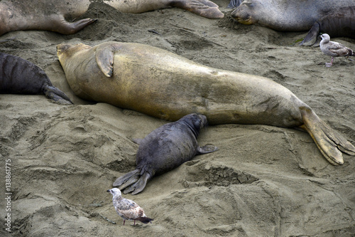 Female elephant seal nursing baby