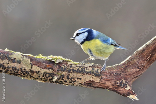 Parus major, Blue tit . Wildlife landscape, titmouse sitting on a branch moss-grown.. Europe, country Slovakia.