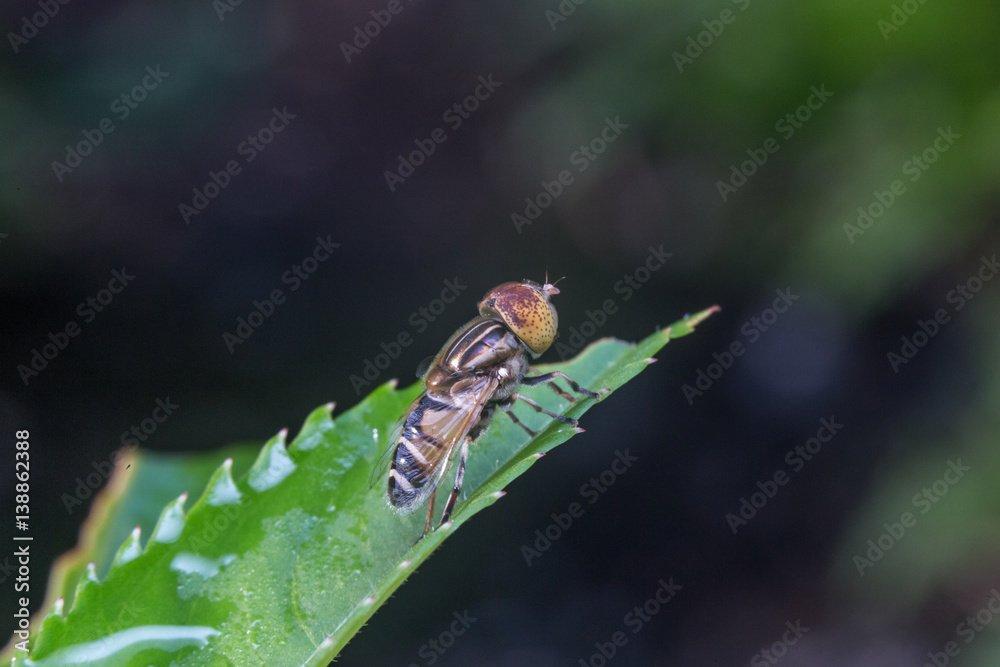 close up macro honey bee stays on leaf close up macro honey bee stays on leaf