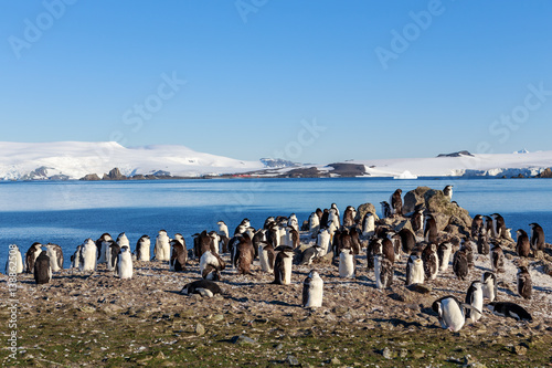 Chinstrap penguins colony members gathered on the rocks, Shetland Islands, Antarctic