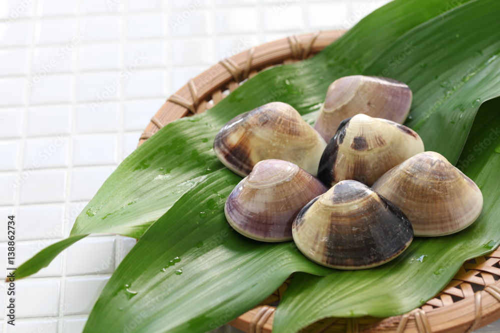 meretrix lamarckii, chousen hamaguri, japanese clams meretrix lamarckii, chousen hamaguri, japanese clams