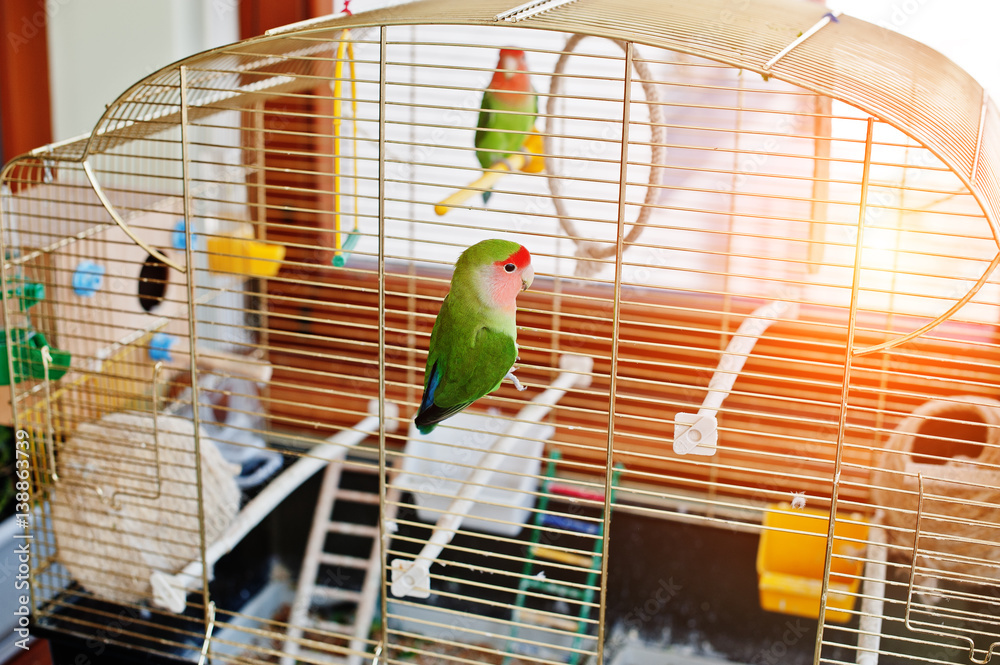 Obraz premium Funny lovebird parrot at large cage on rooom with sunshine.