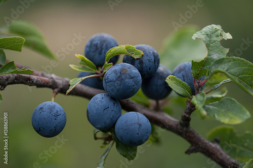 Blackthorn - Prunus spinose. Black fruit on tree.