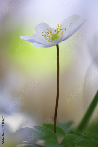 standing tall with pride - wodd anemone wild flower photo