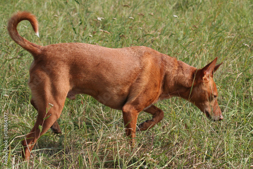 Hund im Feld beim Mäuse jagen, Sommer