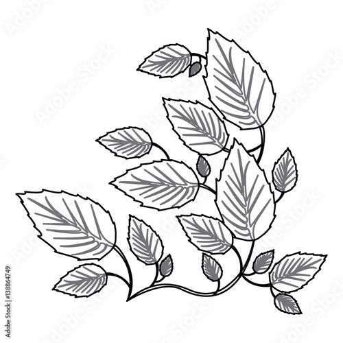 monochrome contour with creeper plant vector illustration © grgroup