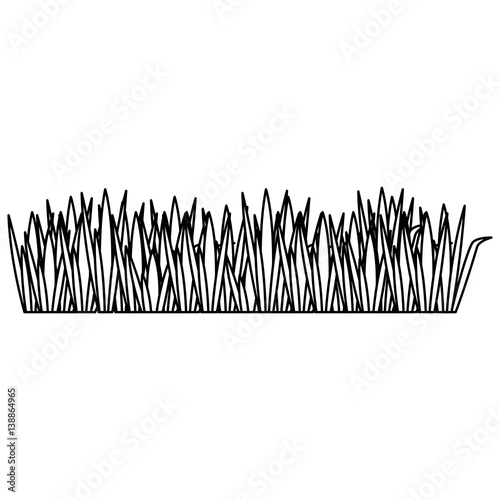 black contour of field grass vector illustration