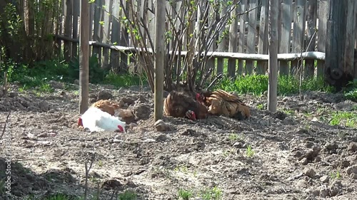 hens with a rooster walking on rural households