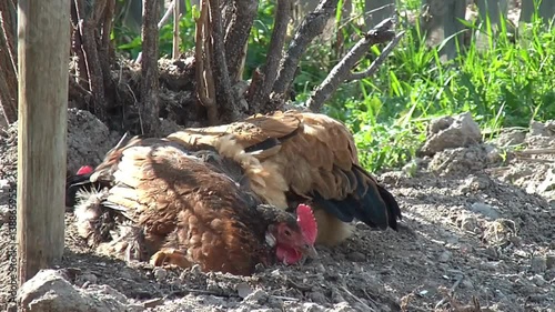 hens with a rooster walking on rural households