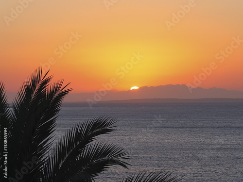 palm branches at sunset in Red Sea