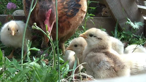 broody chicken to walk in the summer for rural households