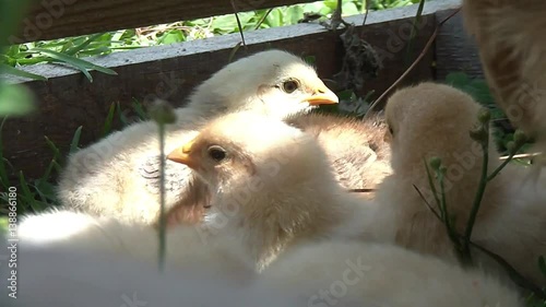 broody chicken to walk in the summer for rural households