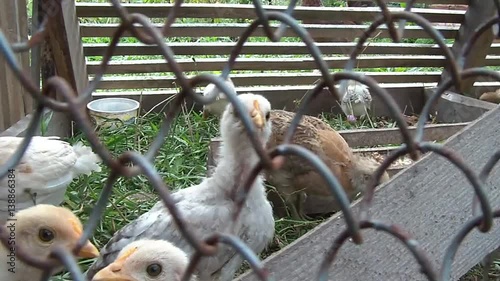 broody chicken to walk in the summer for rural households