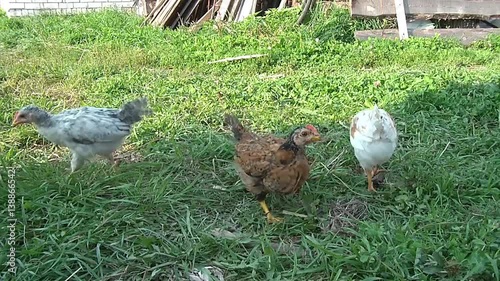 broody chicken to walk in the summer for rural households