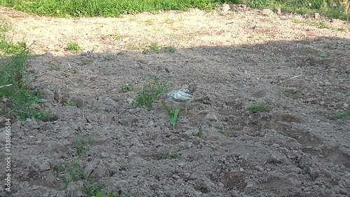 broody chicken to walk in the summer for rural households