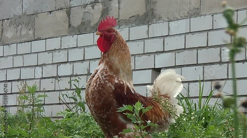 Cock walking on rural households and crows song