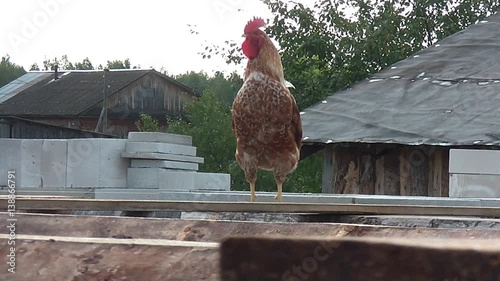 Cock walking on rural households and crows song