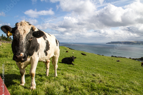 Obraz na płótnie Irish Cow
