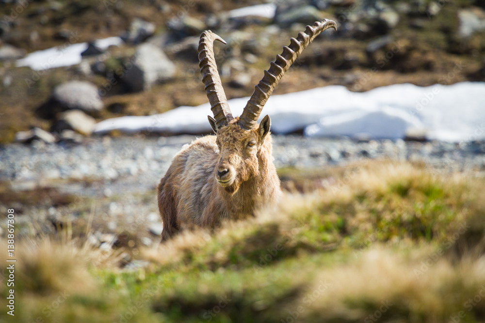 Ibex in Italy Ibex in Italy