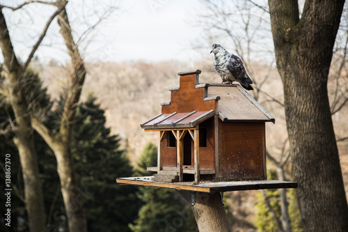 pigeon sitting on the alpine trough the forest