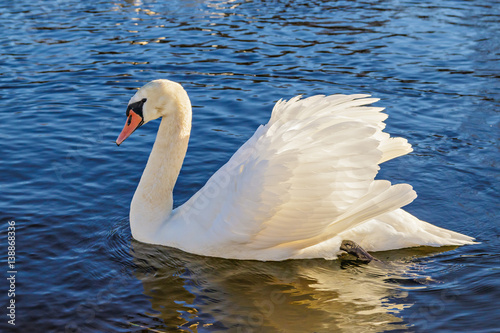 White swan in the wild