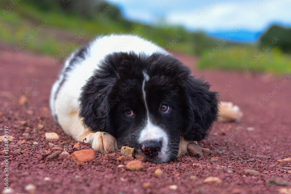 chiot landseer